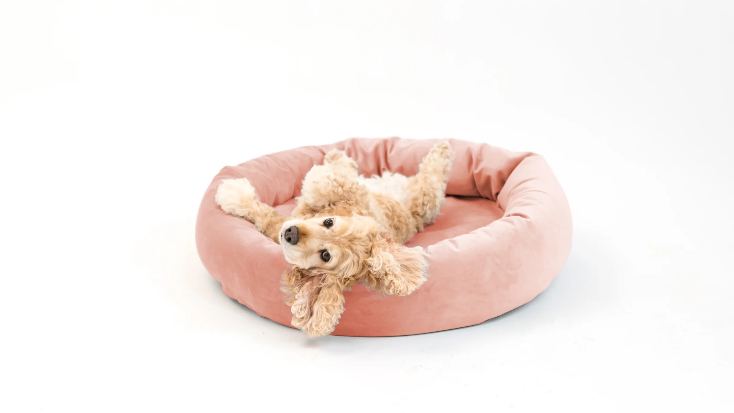 Royal Pet Bed - Image 32