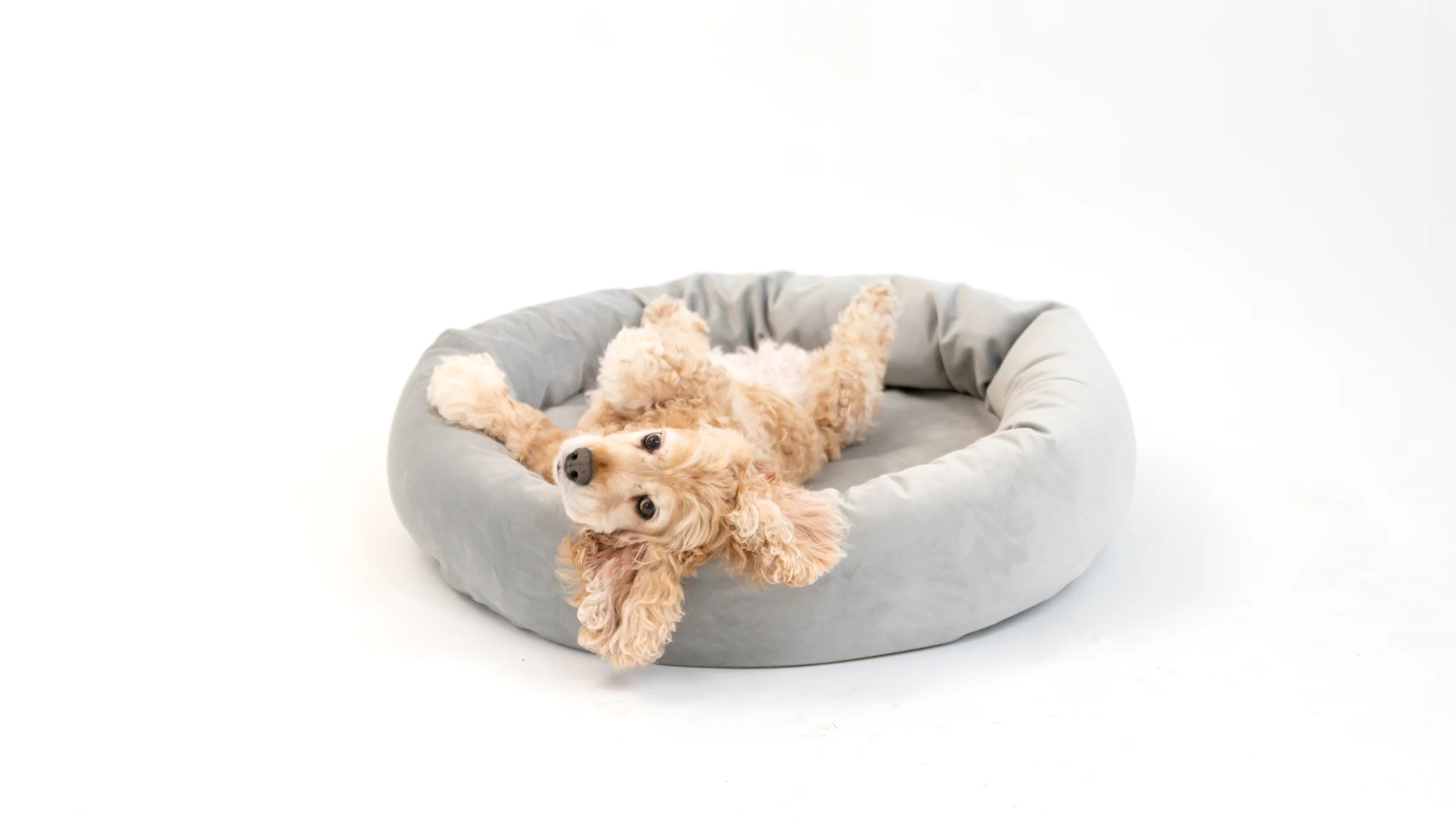 Royal Pet Bed - Image 37
