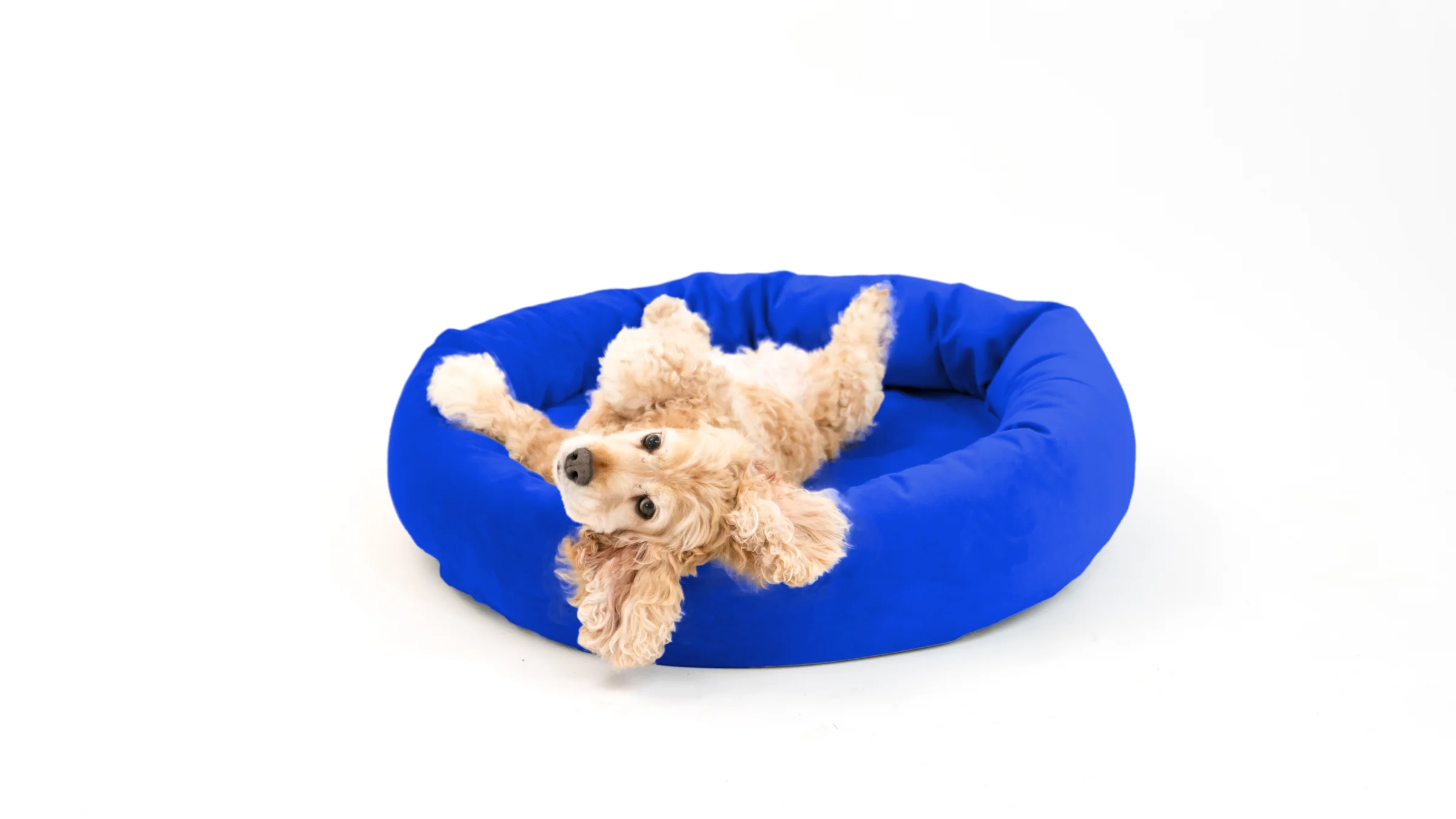 Royal Pet Bed - Image 39