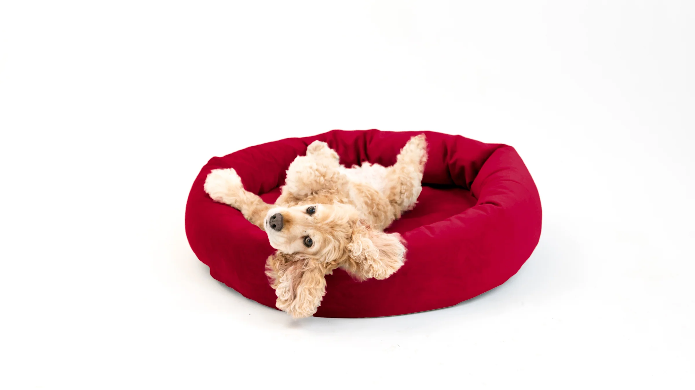 Royal Pet Bed - Image 69